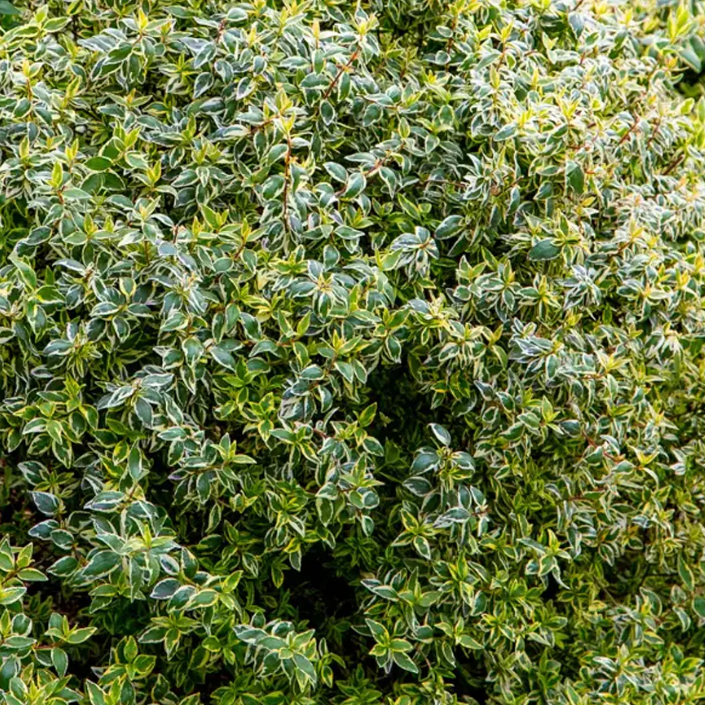 Labor Day Sales in Texas